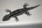 Reptile Gecko preys on insects. South Africa