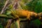 Reptile Iguana lizard