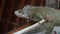 reptile iguana lizard dragon in outdoor ruins