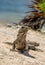 Reptile Iguana sitting on rocks near Mayan ruins in Mexico