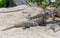 Reptile Iguana sitting on rocks near Mayan ruins in Mexico