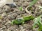 Reptile, Lacerta bilineata in the Sun