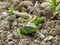 Reptile, Lacerta bilineata in the Sun