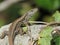 reptile lizard animal camouflage motionless predatory observation