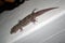 Reptile Lizard Gecko preys on insects. South Africa,