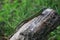 Reptile shot close-up. Green lizard, basking on tree under the sun. Male lizard in mating season on a tree,covered with