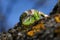 Reptile shot close-up.Nimble green lizard & x28; Lacerta viridis, Lacerta agilis & x29; closeup, basking ontree under the sun.