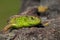 Reptile shot close-up.Nimble green lizard Lacerta viridis, Lacerta agilis closeup, basking on a tree under the sun.