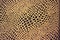 Reptile skin texture/background