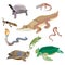 Reptiles and amphibians decorative set of cobra crocodile turtle snail scorpion crab icons in cartoon style isolated