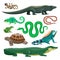 Reptiles and amphibians. Lizard, crocodile, turtle, snake, iguana, salamander, frog, chameleon. Terrarium pet reptile
