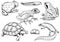 Reptiles and amphibians set. Pet and tropical animals. Wildlife and Frogs, lizard and turtle, chameleon and anuran