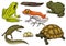 Reptiles and amphibians set. Pet and tropical animals. Wildlife and Frogs, lizard and turtle, chameleon and anuran