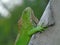 Reptiles iguana naturales wildlife