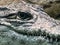 Reptiles like Alligators and Crocodiles in USA