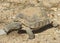 Reptilian Friend, wildlife, reptiles, desert tortoise