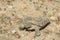 Reptilian Friend, wildlife, reptiles, desert tortoise