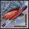 REPUBLIC OF BURUNDI - CIRCA 1974: postage stamp, printed in Burundi, shows a fish Jewel Cichlid Hemichromis bimaculatus