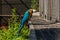 The Republic of Crimea. July 17, 2021. A large blue-yellow macaw parrot in the Taigan Lion Park in the city of Belogorsk