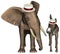 Republican democrat Elephant Donkey Isolated