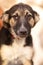 Rescue Adoption Dog with Sad Look, portrait