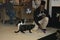 Rescue Cats Interact with Customer - Mewsic Kitty Cafe