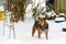 Rescue dog, Doberman mix, enjoying running around in the snow wearing a dog coat