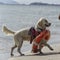 Rescue dog with lifebuoy