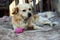 A rescue dog in a shelter in Cuzco, Peru