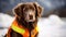Rescue dog in signal vest on snowy mountains with blurred background, close up with copy space