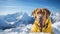 Rescue dog in signal vest on snowy mountains, close up with blurred background and copy space