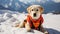 Rescue dog in signal vest on snowy mountains with defocused background and copy space