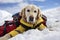 Rescue dog in snow-capped mountains