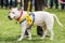 A rescue dog, staffordshire bull terrier looking for adoption in a red dotted collar on grass