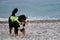 Rescue dog walks along the beach and carefully monitors order and safety. Bernese mountain dog in bright green life jacket at sea