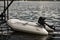 Rescue inflatable boat