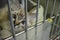 A rescue kitten looks through the bars of her cage