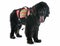 Rescue newfoundland dog