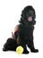 Rescue newfoundland dog