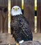 Rescued American Bald Eagle: Pose #1