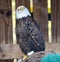 Rescued American Bald Eagle: Pose #2