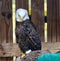 Rescued American Bald Eagle: Pose #3