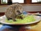 Rescued baby hedgehog