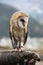 Rescued barn owl at Condor Park Ecuador.