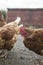 Rescued battery farm chicken enjoy being out side on a cold morning,