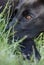 A rescued black dog looking nature background