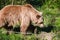 Rescued brown bear in a wildlife sanctuary