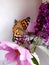 Rescued butterfly sitting on flowers in a vase
