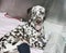 A rescued Dalmatian dog  with a broken leg in a cage