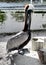 A Rescued Eastern Brown Pelican